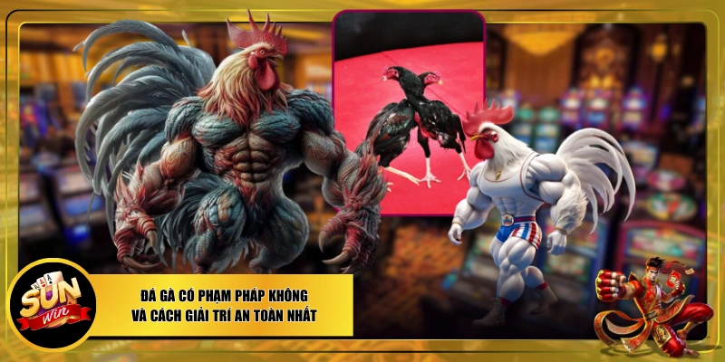Đá gà có phạm pháp không