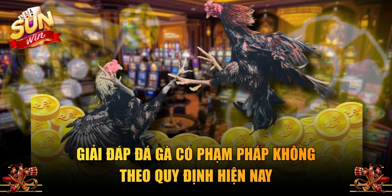 Giải đáp đá gà có phạm pháp không theo quy định hiện nay