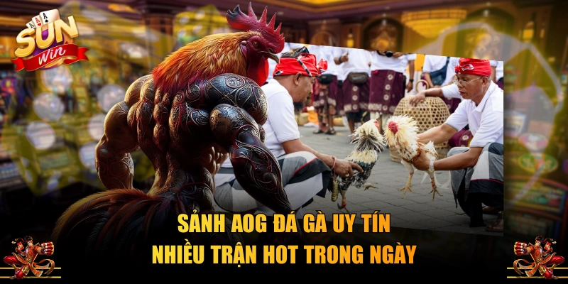 Sảnh AOG đá gà uy tín nhiều trận hot trong ngày